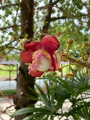 Close-up of flower of cannonball tree