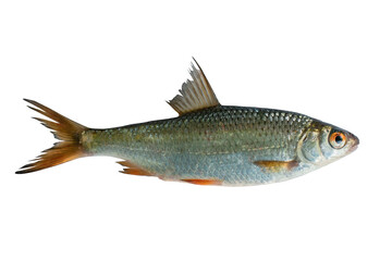 Rutilus heckelii live fish isolated on transparent background. Live fish object for design.