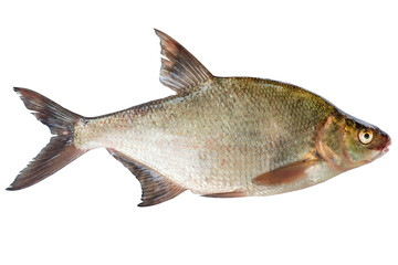 Abramis live fish isolated on transparent background. Live fish object for design.