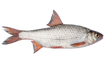 Rutilus heckelii live fish isolated on transparent background. Live fish object for design.