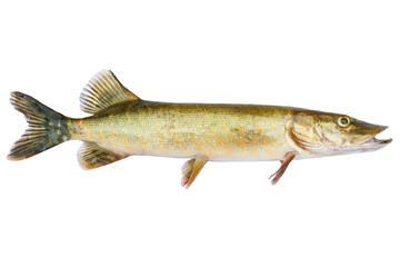 Pike live fish isolated on transparent background. Live fish object for design. 