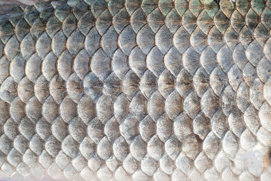 Carp fish scales pattern macro. Fish texture for design and decoration. Natural pattern.