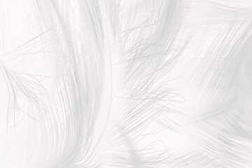 Fototapeta na wymiar Gray white feather wooly pattern texture background