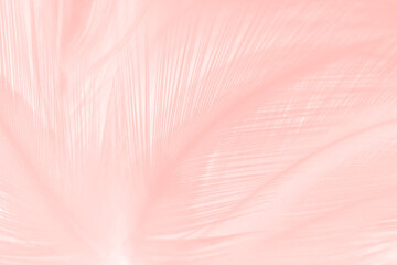 Beautiful soft pink feather pattern texture background