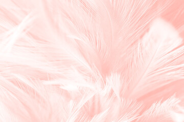 Beautiful soft pink white feather pattern texture background - 618964441