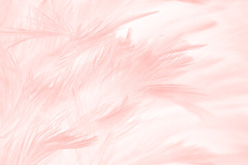 Fototapeta na wymiar Beautiful soft pink white feather pattern texture background