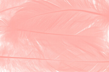 Fototapeta premium Beautiful soft pink white feather pattern texture background