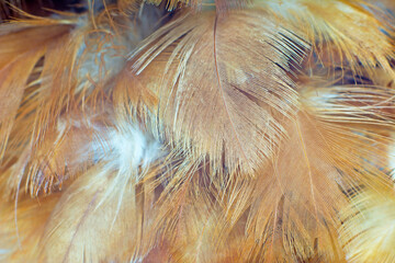 Bohemian boho style vintage color trends ,Chicken feather texture background