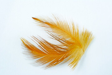 Fototapeta premium Beautiful eagle feather isolated on white background