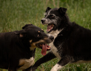 Black Mixed Breed Dogs Play Fighting One Dog Silly with Long Tongue Out One Dog Fierce Snarling and Showing Teeth with Green Grass Background
