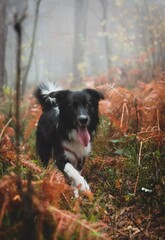 border collie dog