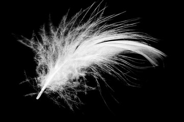  Beautiful white feather floating in air isolated on black background