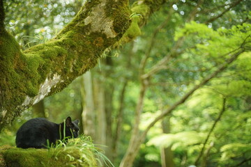 新緑の西明寺でくつろぐ猫 （滋賀県犬上郡甲良町, 2022年5月）