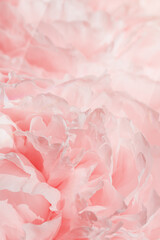 Peony flowers spring holiday flowery aesthetic nature close up pattern, botanical background, floral top view photo, light pink-white blooming flower, scenery beauty nature wallpaper, sunlight