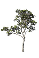 tree isolated from the background,PNG file.