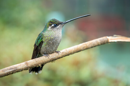 Perched female endemic Talamanca Hummingbird, Eugenes spectabilis, in the montane forests of Costa Rica
