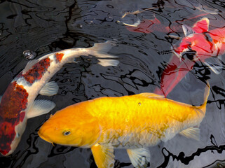 Gold koi fish in the pond, koi fish is a pet that brings good luck