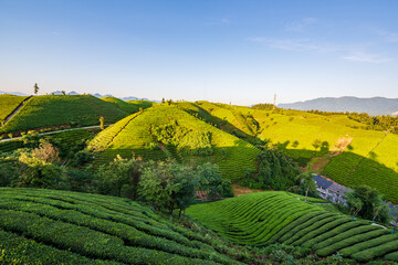 Fungus Mountain Tea Garden, Zouma Town, Hefeng County, Enshi, Hubei, China