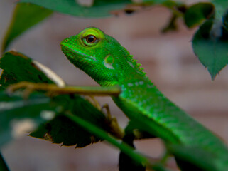 Baby chameleon on a tree in solid green color
