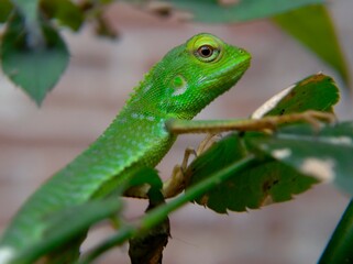 Naklejka na ściany i meble Baby chameleon on a tree in solid green color