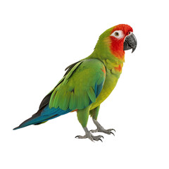 Fototapeta premium blue and yellow macaw ara