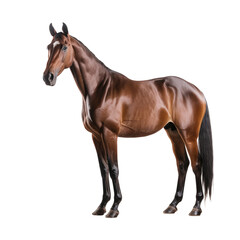 Obraz premium horse isolated on white background