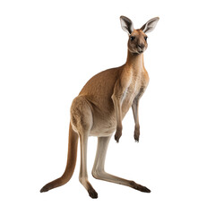 kangaroo in a white