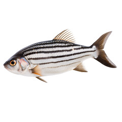 Obraz premium fish on white background