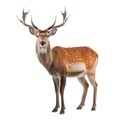 Poster Im Rahmen deer isolated on white background © krit