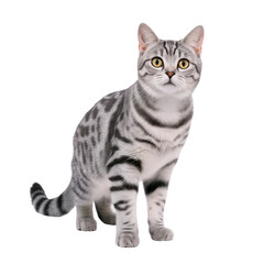 American shorthair isolate on white