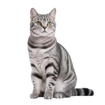 American shorthair on isolate white