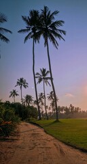 palm trees at sunset