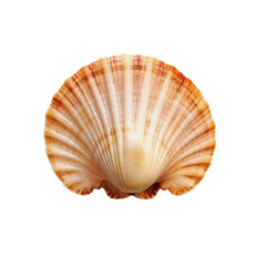 sea shell isolated on white
