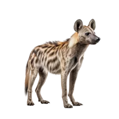 Foto op Aluminium portrait of a hyena standing in front of white background © krit