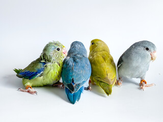 Four Forpus parrots different color on white background