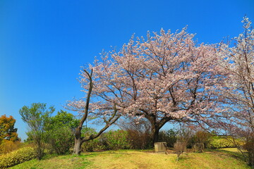 丘の上の桜の木の風景1