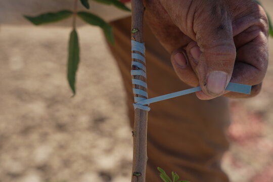 Pistachio rootstock and T-budding in California