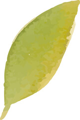 Watercolor leaf painting illustration