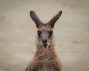 kangaroo 