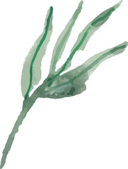 Watercolor flower painting illustration