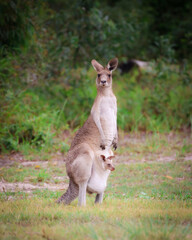 Kangaroo and baby 