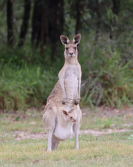 kangaroowith baby