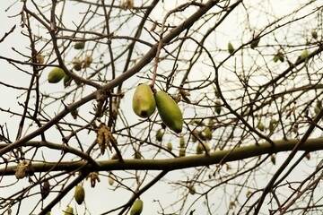 Baobab fruits resemble cucumbers or melons, covered with thick hairy skin