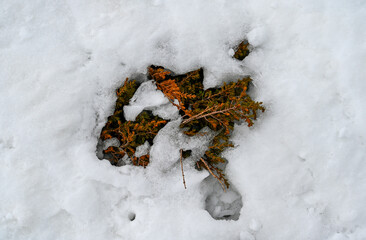 Green plants are visible in the thawed snow in early spring.