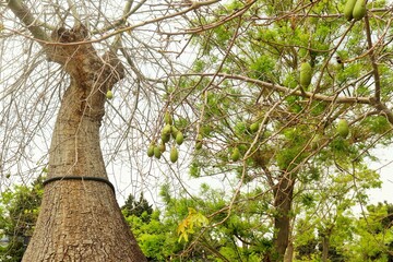 Baobab, or Adansonia palmate, is a species of trees from the genus Adansonia of the Malvaceae...
