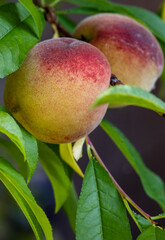 Closeup of peaches on the tree. 