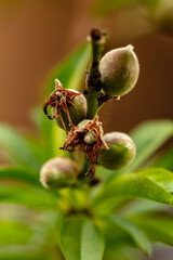 Closeup of peaches on the tree. 
