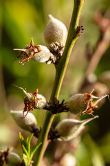 Closeup of peaches on the tree. 