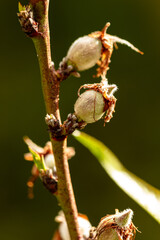 Closeup of peaches on the tree. 
