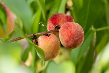 Closeup of peaches on the tree. 